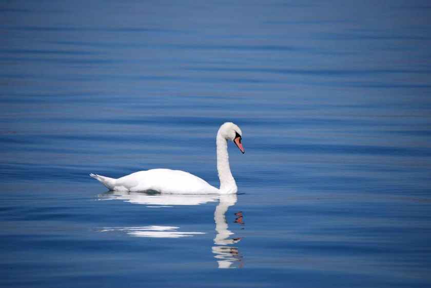 swan-bird-animal-water-67287.jpeg